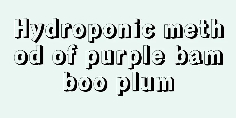 Hydroponic method of purple bamboo plum