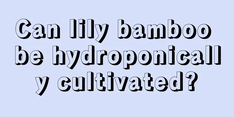 Can lily bamboo be hydroponically cultivated?