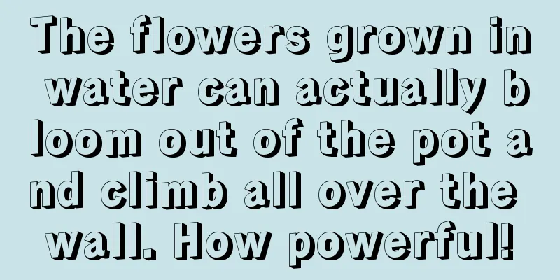 The flowers grown in water can actually bloom out of the pot and climb all over the wall. How powerful!