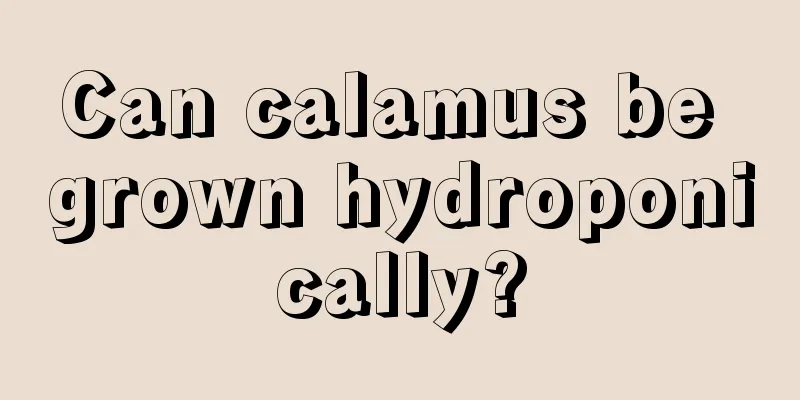 Can calamus be grown hydroponically?