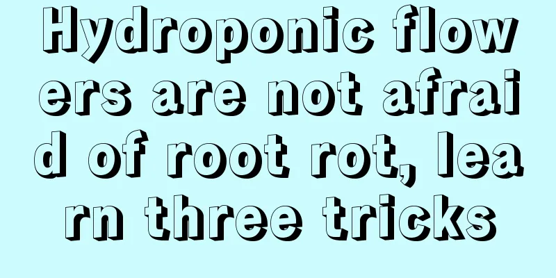 Hydroponic flowers are not afraid of root rot, learn three tricks