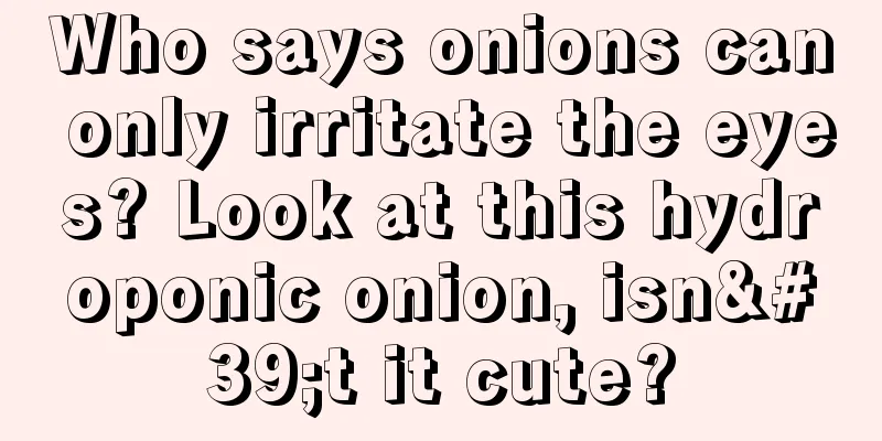 Who says onions can only irritate the eyes? Look at this hydroponic onion, isn't it cute?