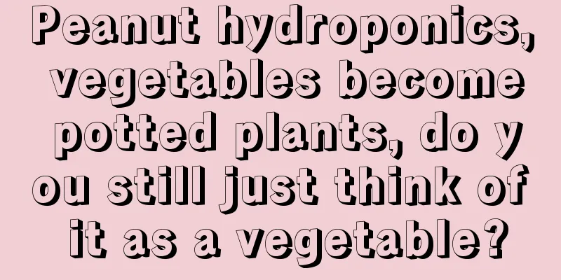 Peanut hydroponics, vegetables become potted plants, do you still just think of it as a vegetable?