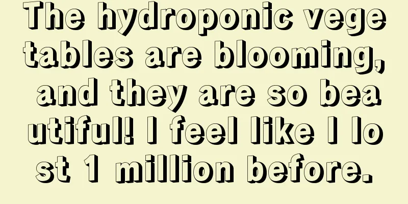 The hydroponic vegetables are blooming, and they are so beautiful! I feel like I lost 1 million before.