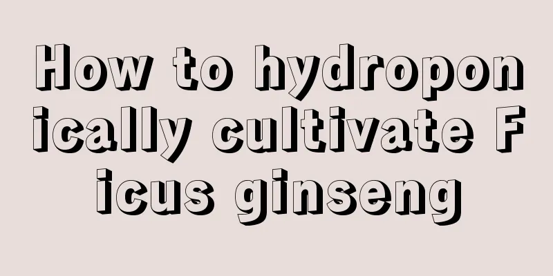 How to hydroponically cultivate Ficus ginseng