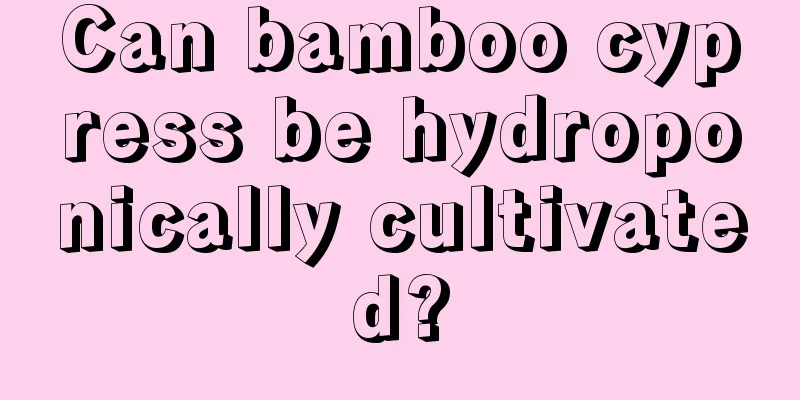 Can bamboo cypress be hydroponically cultivated?