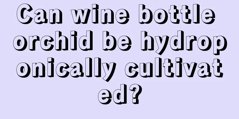 Can wine bottle orchid be hydroponically cultivated?