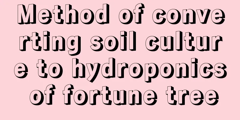 Method of converting soil culture to hydroponics of fortune tree