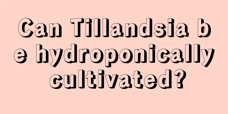 Can Tillandsia be hydroponically cultivated?