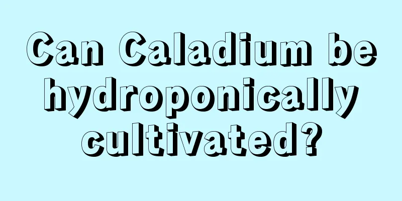 Can Caladium be hydroponically cultivated?