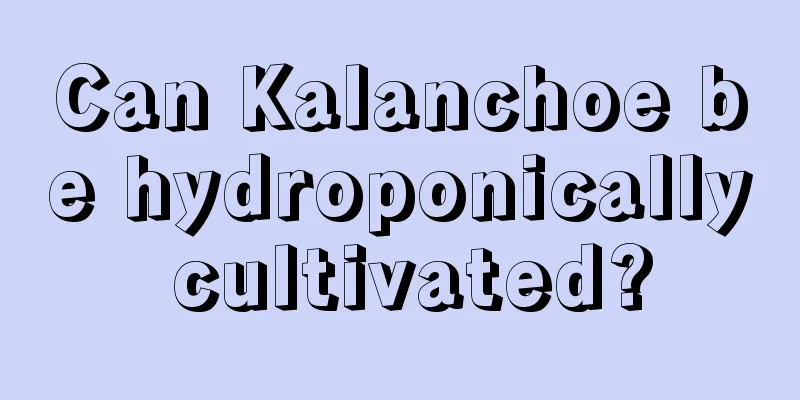 Can Kalanchoe be hydroponically cultivated?