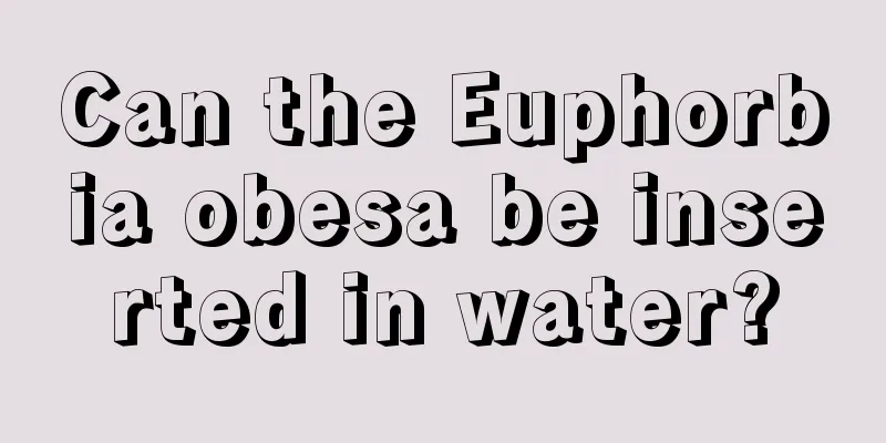 Can the Euphorbia obesa be inserted in water?