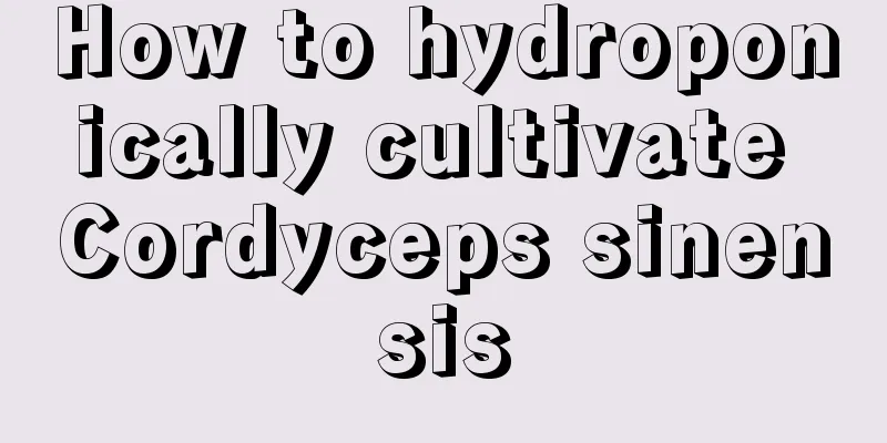 How to hydroponically cultivate Cordyceps sinensis