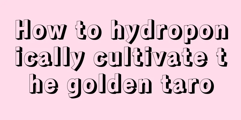 How to hydroponically cultivate the golden taro