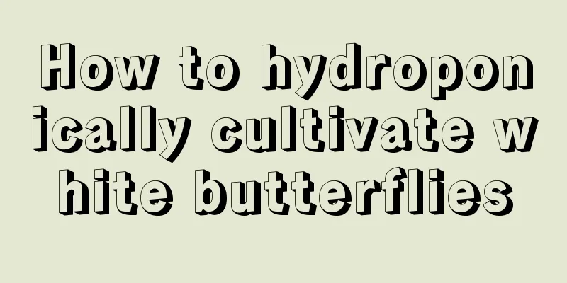 How to hydroponically cultivate white butterflies