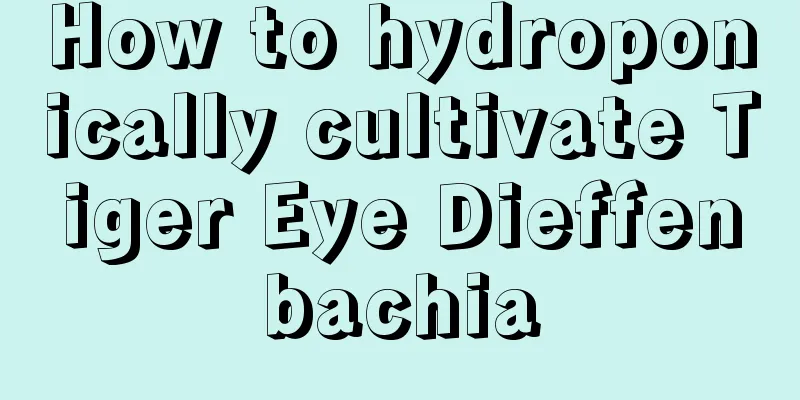 How to hydroponically cultivate Tiger Eye Dieffenbachia