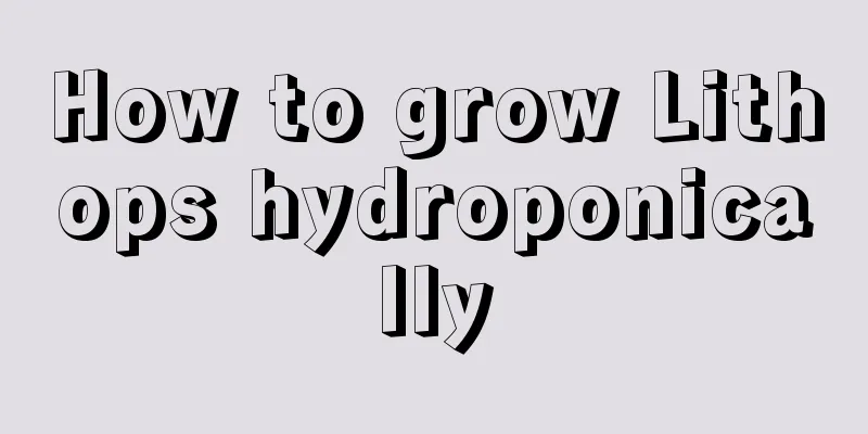 How to grow Lithops hydroponically