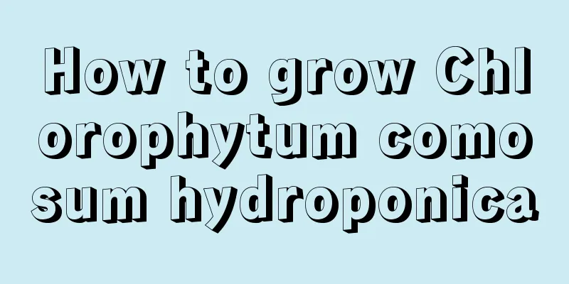 How to grow Chlorophytum comosum hydroponica