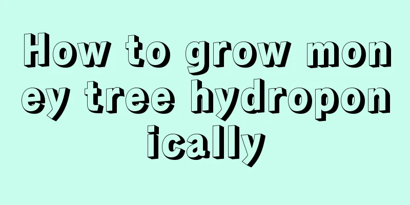 How to grow money tree hydroponically