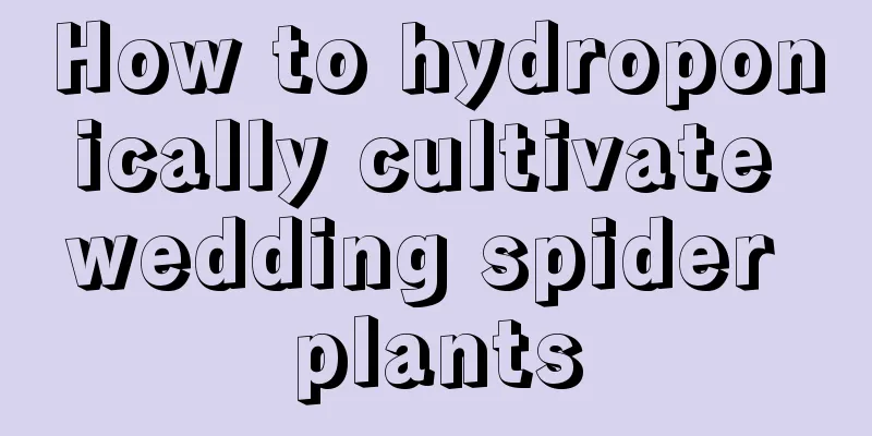 How to hydroponically cultivate wedding spider plants