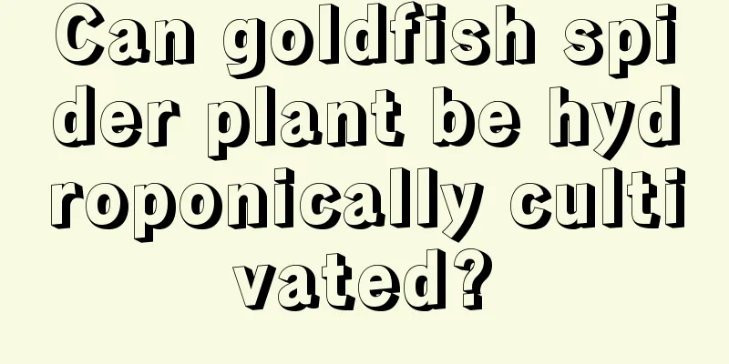 Can goldfish spider plant be hydroponically cultivated?