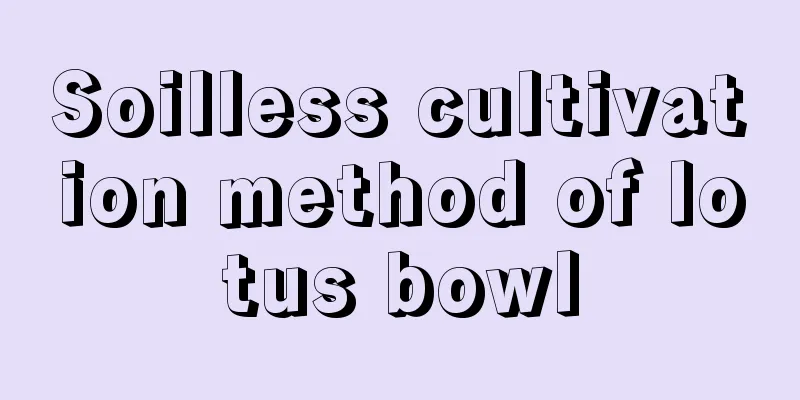 Soilless cultivation method of lotus bowl