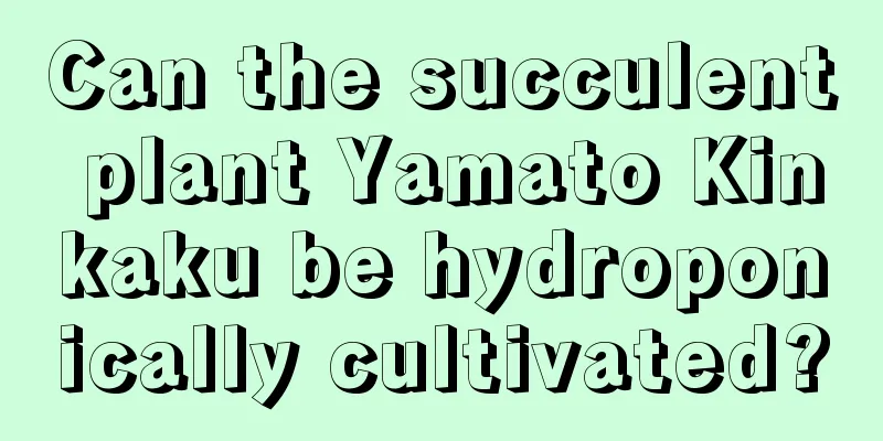 Can the succulent plant Yamato Kinkaku be hydroponically cultivated?