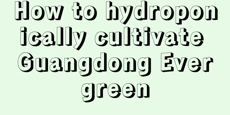 How to hydroponically cultivate Guangdong Evergreen