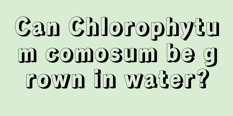 Can Chlorophytum comosum be grown in water?