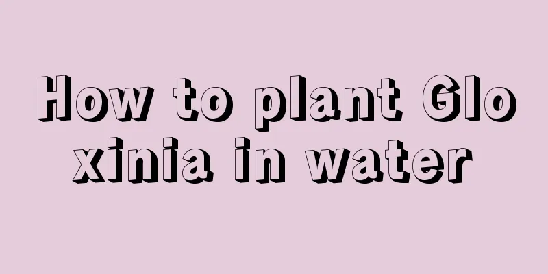 How to plant Gloxinia in water