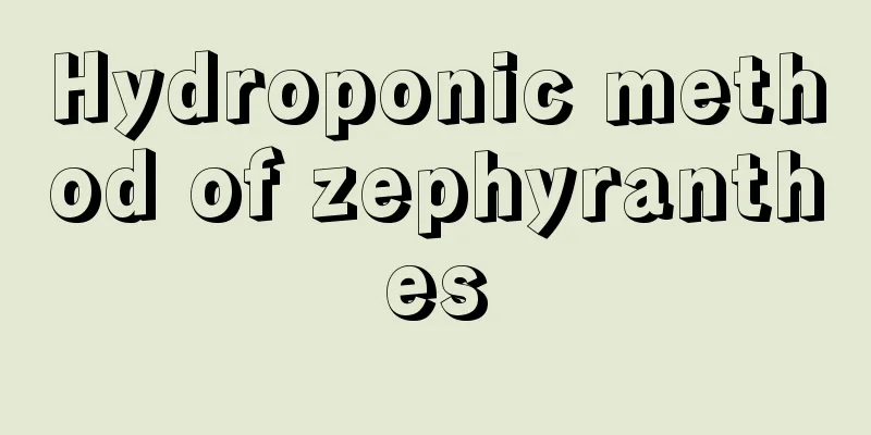 Hydroponic method of zephyranthes