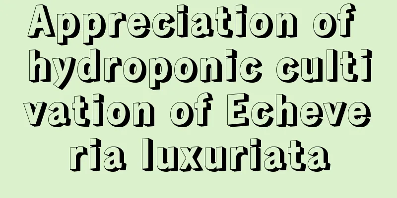 Appreciation of hydroponic cultivation of Echeveria luxuriata