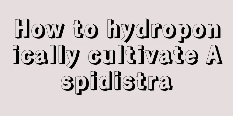 How to hydroponically cultivate Aspidistra