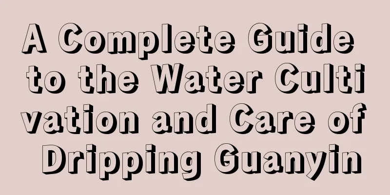 A Complete Guide to the Water Cultivation and Care of Dripping Guanyin