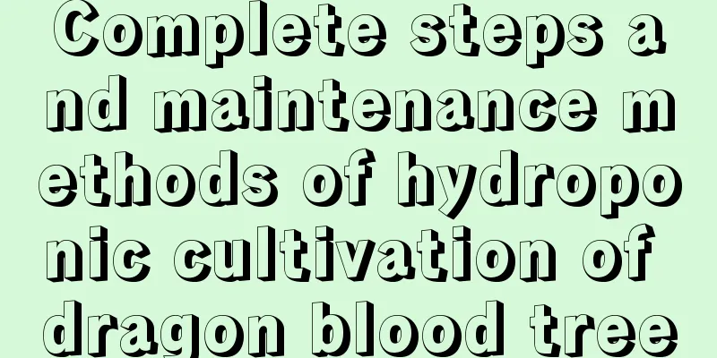 Complete steps and maintenance methods of hydroponic cultivation of dragon blood tree