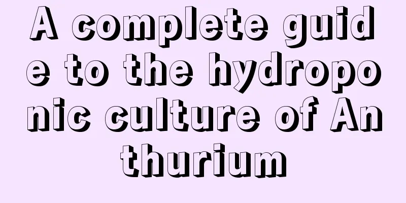 A complete guide to the hydroponic culture of Anthurium