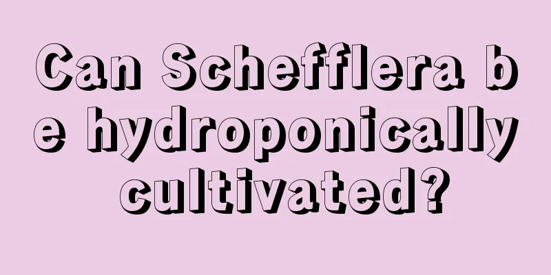 Can Schefflera be hydroponically cultivated?