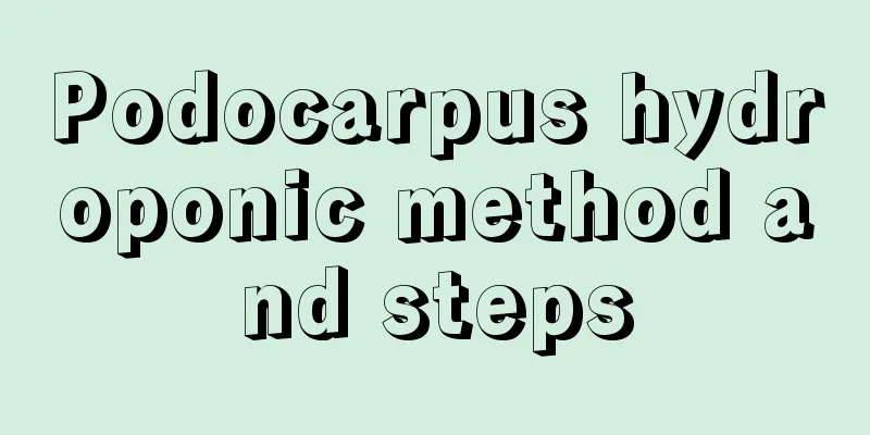 Podocarpus hydroponic method and steps