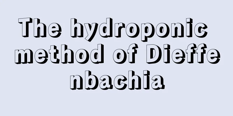 The hydroponic method of Dieffenbachia