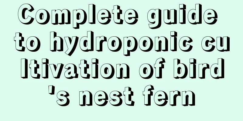 Complete guide to hydroponic cultivation of bird's nest fern