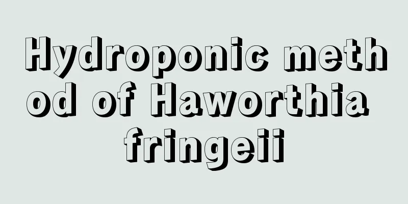 Hydroponic method of Haworthia fringeii