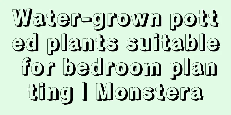 Water-grown potted plants suitable for bedroom planting | Monstera