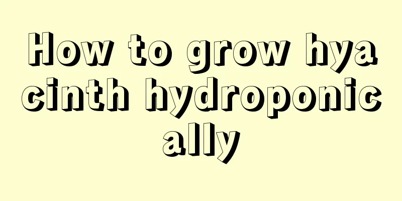 How to grow hyacinth hydroponically