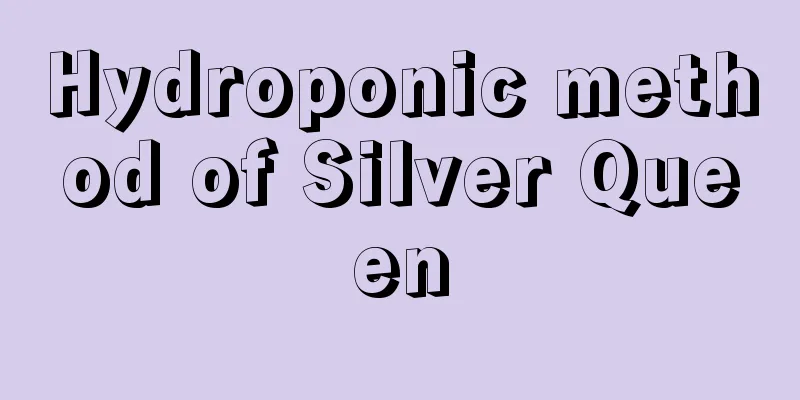 Hydroponic method of Silver Queen