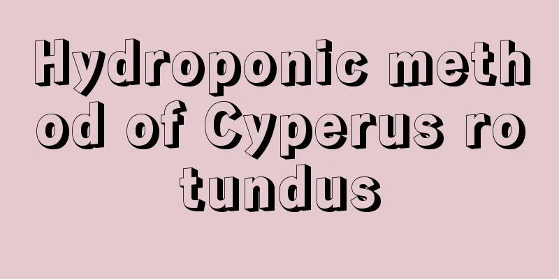 Hydroponic method of Cyperus rotundus