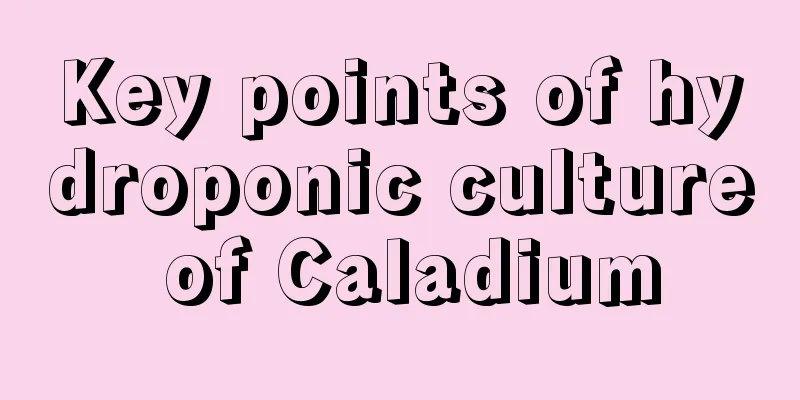 Key points of hydroponic culture of Caladium