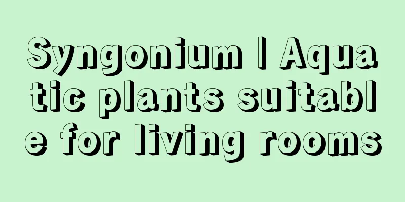 Syngonium | Aquatic plants suitable for living rooms