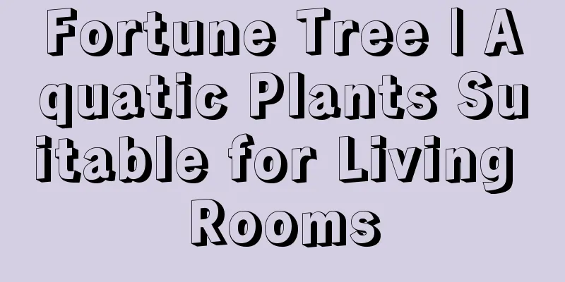 Fortune Tree | Aquatic Plants Suitable for Living Rooms