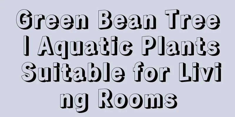 Green Bean Tree | Aquatic Plants Suitable for Living Rooms