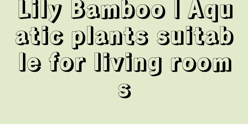 Lily Bamboo | Aquatic plants suitable for living rooms